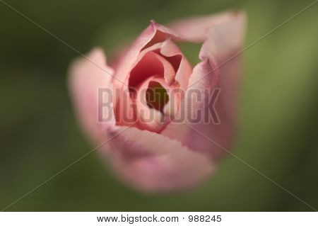 Tulipano