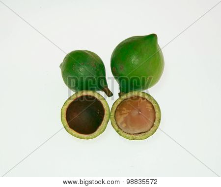 Macadamia