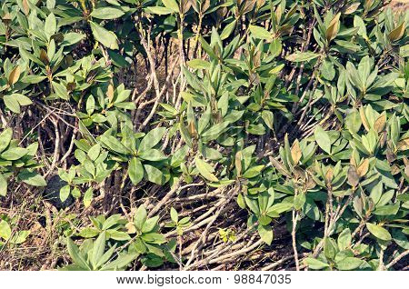 Deflorate rhododendron
