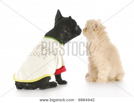 Puppy en Kitten vriendschap