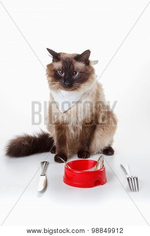 Humor Cute Balinese Cat With Blue Eyes Eating