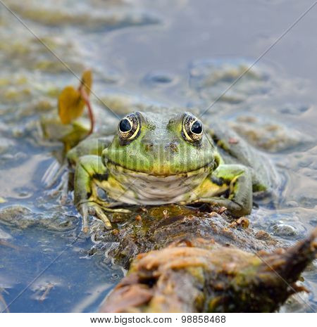 Green Frog On Green Leaves On The Lake