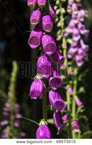 Pink bells, flowers growing in the forest,