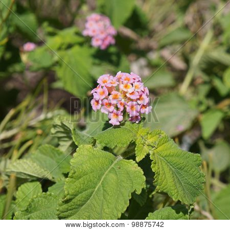 Lantana Camara blossom