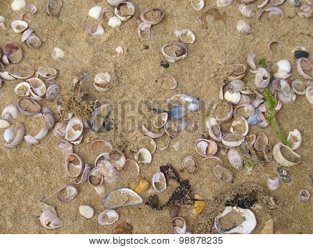 Scattered shells on a beach