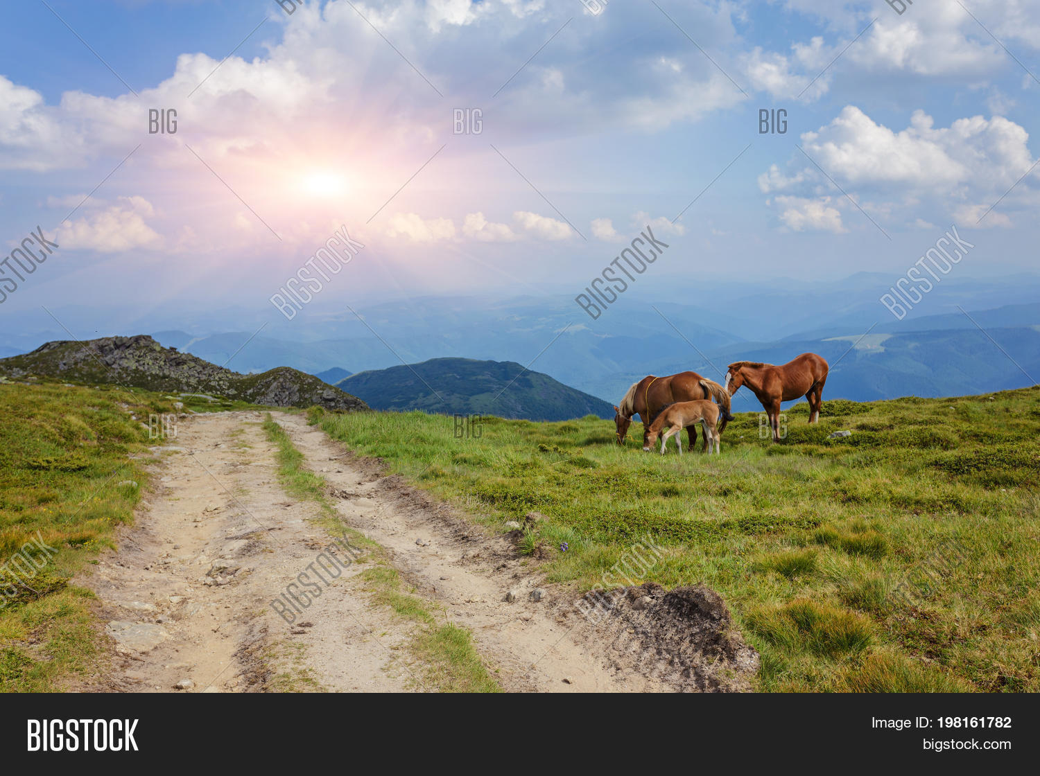 Horses Green Foothills Image & Photo (Free Trial) Bigstock
