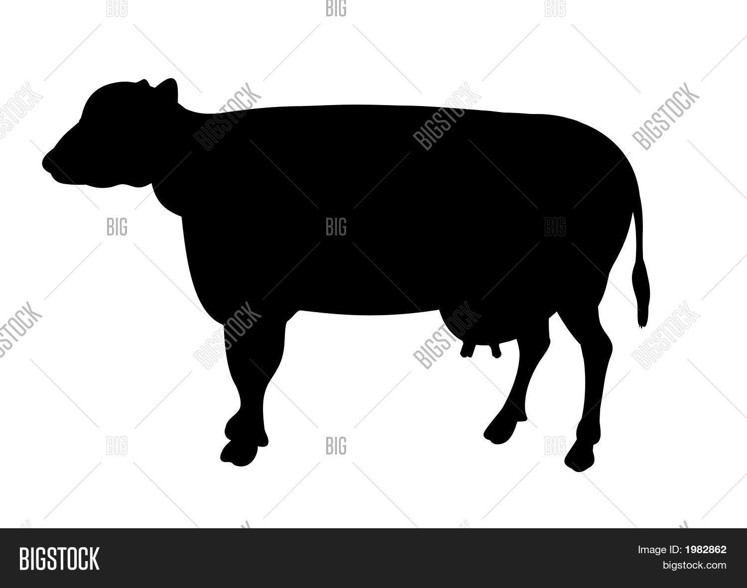 Black Cow Image & Photo (Free Trial) | Bigstock