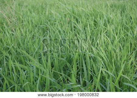 Green Grass Texture
