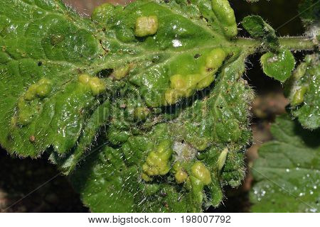 Galls On Wood Avens Leaf