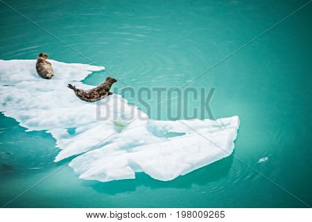 Icebergs From The North Sawyer Glacier In The Tracy Arm In Alaska