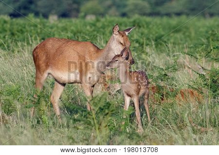 Red Deer (cervus Elaphus) Female Hind Mother And Young Baby Calf Having A Tender Bonding Moment