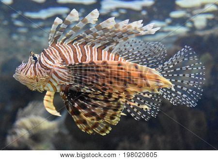 Striking firefish swimming just under the water's surface.