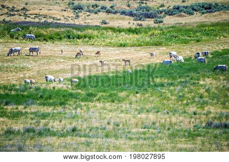 Eastern Washington State Landscapes And Pastures On Sunny Day