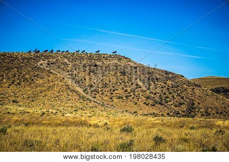 Wanapum Lake Colombia River Wild Horses Monument And Canyons