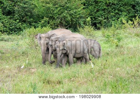 Wildlife of family Asian Elephant walking and looking grass for food in forest. Kui Buri National Park. Thailand.