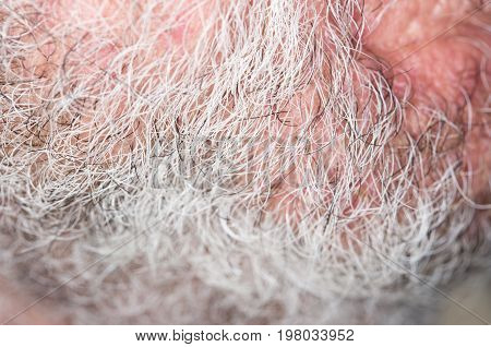 hair of the beard. close-up . A photo