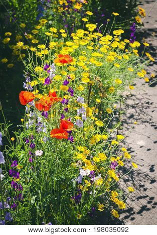 Close up of a coreopsis pubescens called star tickseed, poppy and delphinium. Yellow lanceleaf coreopsis (tickseed or sand) in colourful flower border with a delphinium high (Delphinium elatum L.).
