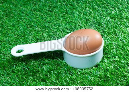Chicken eggs in a white spoon on the lawn floor.