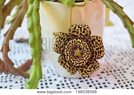 Exotic starfish cactus flower in all its beauty
