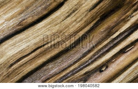 Detail of a tree trunk. Chopped wood (background)
