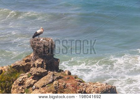 Stork Nest Over Cliffs On The Beach,  Vila Nova De Milfontes