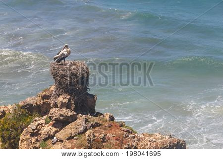 Stork Nest Over Cliffs On The Beach,  Vila Nova De Milfontes