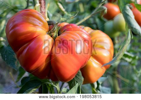 Zapotec Pleated Heirloom Tomatos Growing In The Garden