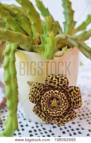 Exotic starfish cactus flower in all its beauty