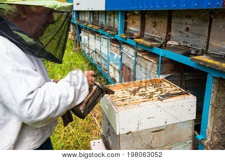 The beekeeper keeps a frame with honey sealed with wax on which bees sit