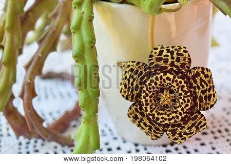 Exotic starfish cactus flower in all its beauty