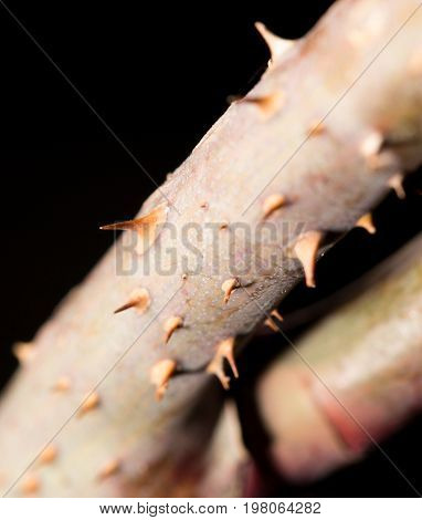 spines on the branch. close-up . A photo