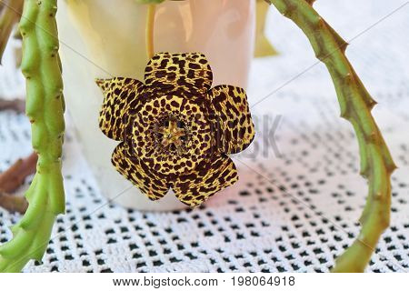 Exotic starfish cactus flower in all its beauty