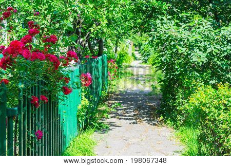Small rural street with trees and grass in the morning sun. Close up of rosebush, climbing rose with pink flowers, flowers border in blur background.