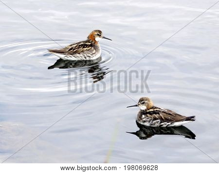 Red-necked phalaropes in Iceland July 9 2017