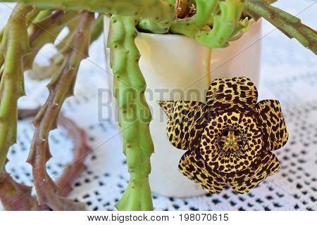 Exotic starfish cactus flower in all its beauty
