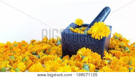Calendula flowers medicinal plant isolated healthcare theme