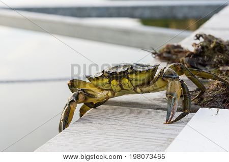 European Shore Crab Fishing Released
