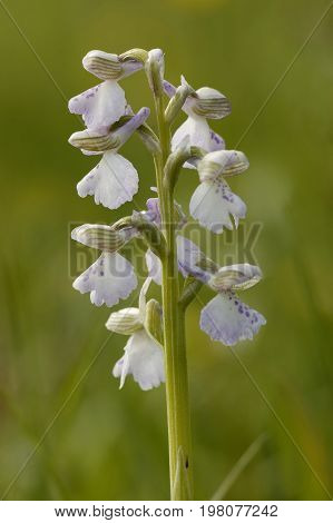 Green-winged Orchid - Anacamptis morio White form