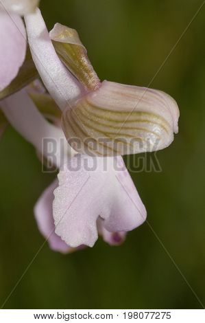 Green-winged Orchid - Anacamptis morio Single flower close up. Flesh pink form