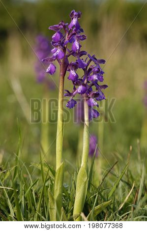 Green-winged Orchid