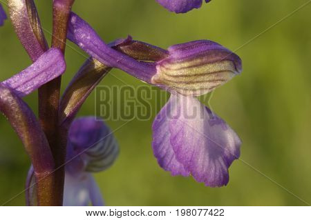 Green-winged Orchid