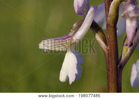 Green-winged Orchid