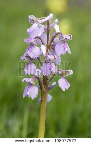 Green-winged Orchid