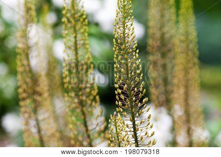 Eremurus, Foxtail Lilly, Dessert Candles In The Garden Before Blooming