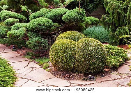 The Boxwood Is Trimmed In The Shape Of Ice Cream Balls. Landscape Design