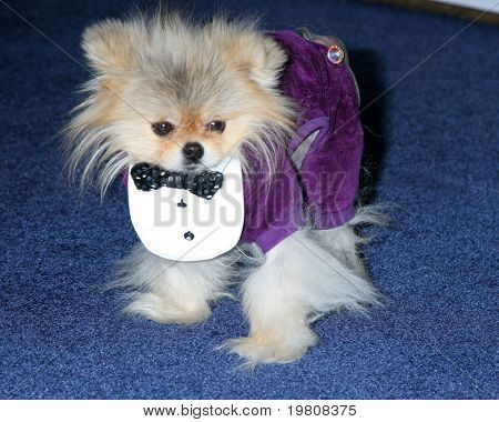 LOS ANGELES - APR 10: Giggy Vanderpump na 25 GLADD Media Awards v Westin Bonaventu