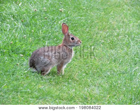 Eastern cottontail rabbit isolated on the grass in Thornhill Canada August 1 2017