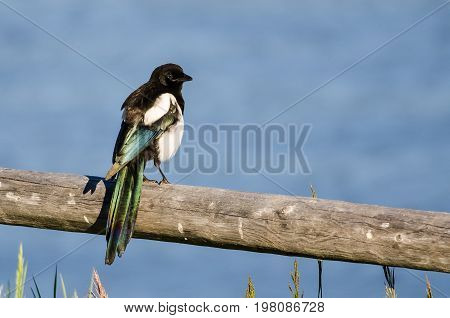 Black-Billed Magpie Perched on Wooden Fence Rail