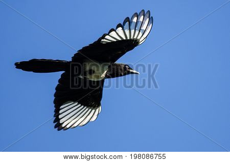 Black-Billed Magpie Flying in a Blue Sky