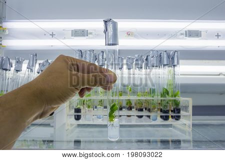 Man's hand with a test tube closed by aluminum foil with in vitro cloned microplant in a nutrient medium on background with stand of test tubes with microplants